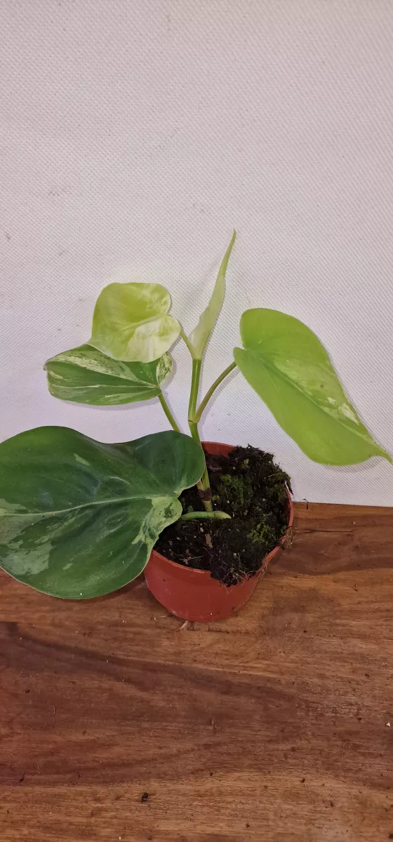 Philodendron hederaceum oxycardium 'Variegata'