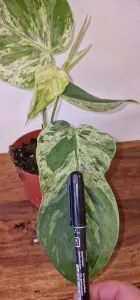 Philodendron hederaceum oxycardium 'Variegata'