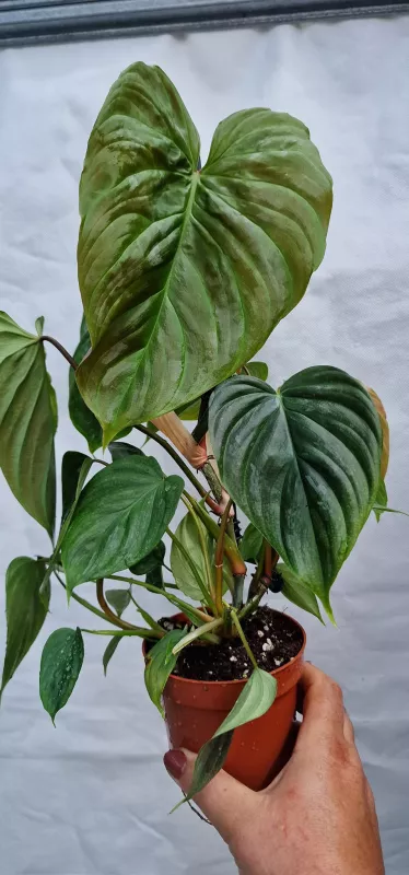 Philodendron Majestic