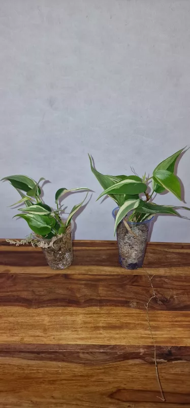 Philodendron Rio