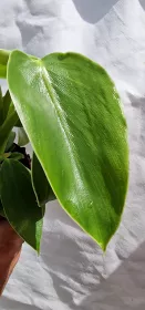 Philodendron Rugosum Pig skin