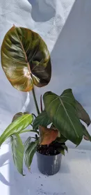 Philodendron Summer Glory