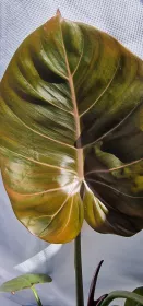 Philodendron Summer Glory 