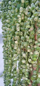 Senecio rowleanus variegated