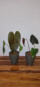 Anthurium 'Queen of Hearts'