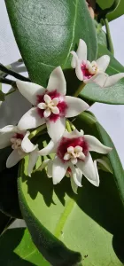 Hoya Calycina