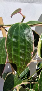 Hoya macrophylla albovariegated