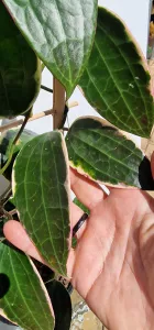 Hoya macrophylla albovariegated