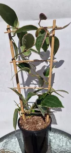 Hoya macrophylla albovariegated