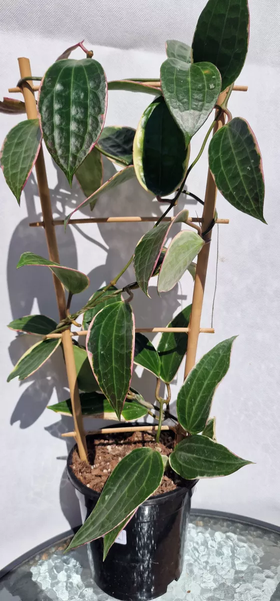 Hoya macrophylla albovariegated