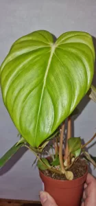 Philodendron McDowell