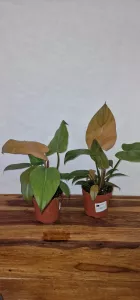 Philodendron  Summer Glory