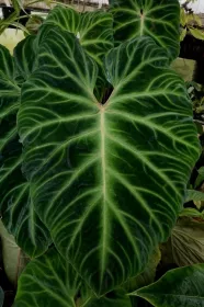 Philodendron verrucosum 'Magic Marks'