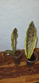 Sanseviera Kirkii margin variegated