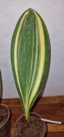 Sanseviera masoniana variegated