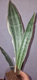 Sanseviera Siam silver