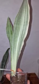 Sanseviera Siam silver