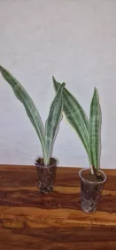Sanseviera Siam silver