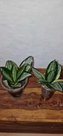 Sanseviera Silver zebra