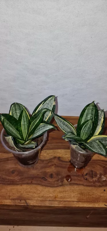 Sanseviera Silver zebra